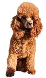standard poodle Nicholas - Mini